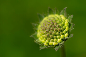 Świerzbnica polna - Knautia arvensis (L.) Coult. © tom