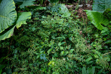 Vietnam Cat Ba, Halong, Asien