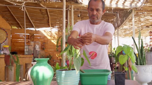 Latin gardener carefully inspecting red anthurium flower