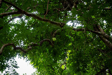 vietnam, vietnam travel, southeast asia, asia travel, ha long bay, halong bay vietnam, limestone karst, cat ba island, tropical landscape, ninh binh, tam coc, rice fields vietnam, river landscape, une