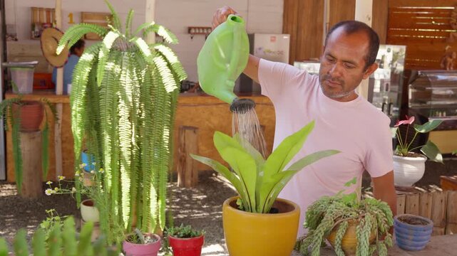 Gardener watering a potted asplenium nidus plant outdoors