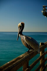 California Brown pelican on the pier