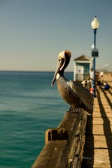 pelican perched on the pier