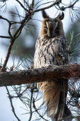 sowa uszatka zimowisko drzewo siedzi © Colorful Soul