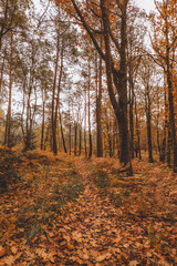 Obraz premium Autumn woodland path covered with fallen leaves