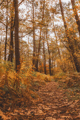 Obraz premium Autumn forest path surrounded by colorful foliage