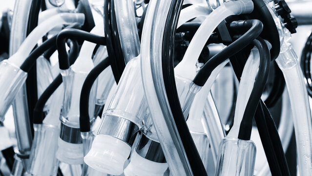 Attached to the machine are a series of tubes with red and white stripes. The tubes are connected to a machine used to pump milk. Automatic milking machine