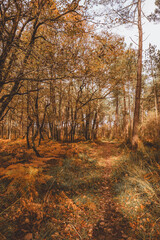 Obraz premium Autumn forest path surrounded by tall trees