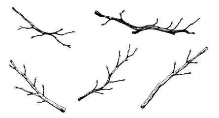 Obraz premium tree, branches, bare, leafless, winter, fall, nature, botanical, woodland, forest, twig, limb, silhouette, outline, minimal, simple, modern, flat, line, icon, symbol, vector, illustration, graphic, de