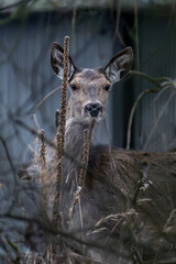 jelenie w lesie łanie byki szpicak dzikie © Colorful Soul