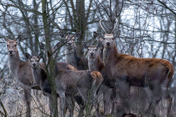jelenie w lesie łanie byki szpicak dzikie © Colorful Soul