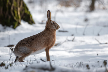 zając szarak rudy w zimę na śniegu © Colorful Soul