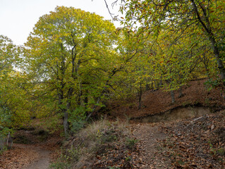 Chestnut trees of the Copper Forest in the Genal Valley, Malaga