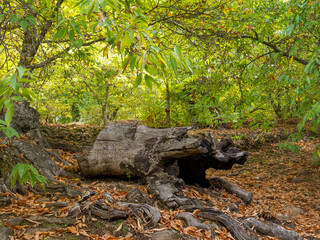 Chestnut trees of the Copper Forest in the Genal Valley, Malaga