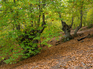 Chestnut trees of the Copper Forest in the Genal Valley, Malaga