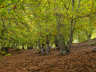 Chestnut trees of the Copper Forest in the Genal Valley, Malaga