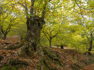 Chestnut trees of the Copper Forest in the Genal Valley, Malaga