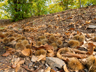 Chestnuts on the ground of the chestnut trees of the Copper forest in the Genal Valley, Malaga