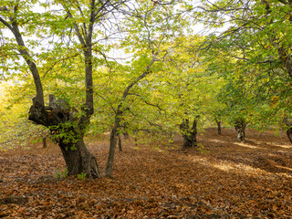 Chestnut trees of the Copper Forest in the Genal Valley, Malaga