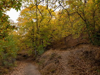 Chestnut trees of the Copper Forest in the Genal Valley, Malaga