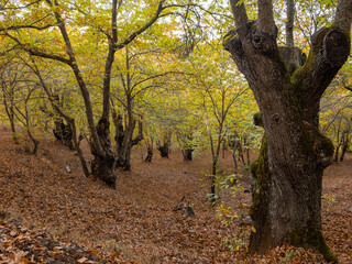 Chestnut trees of the Copper Forest in the Genal Valley, Malaga