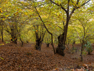 Chestnut trees of the Copper Forest in the Genal Valley, Malaga