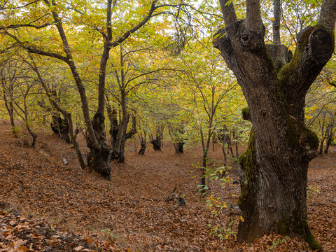 Chestnut trees of the Copper Forest in the Genal Valley, Malaga