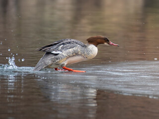 kaczka nurogęś stoi na rzece na lodzie © Colorful Soul