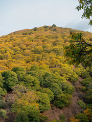 Chestnut trees of the Copper Forest in the Genal Valley, Malaga