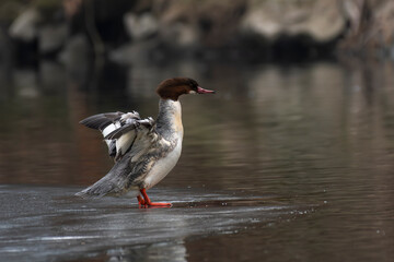 kaczka nurogęś stoi na rzece na lodzie © Colorful Soul
