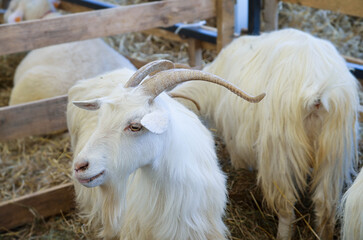 Fototapeta premium Breeding white goats on a farm