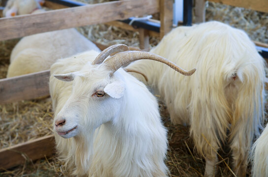 Breeding white goats on a farm