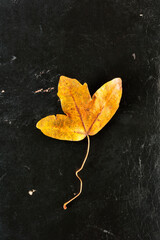 Autumnal leaf of  maple