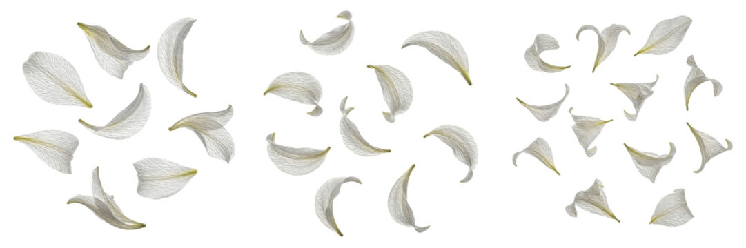 Set and collection of delicate white gardenia or lily flower petals falling in graceful patterns isolated on white transparent PNG background