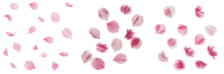 Collection of delicate cherry blossom flowers and soft pink petals scattered on white © Hanoman