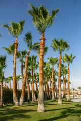 Tall Palm Trees Against a Bright Blue Sky at a Tropical Resort
