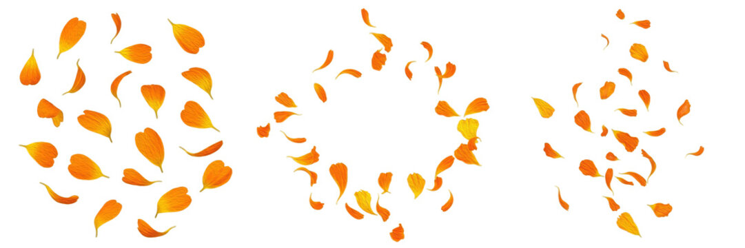 Set and collection of bright orange marigold petals falling in swirling circular patterns isolated on white transparent PNG background