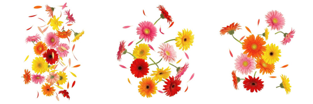 Set/Collection of Vibrant Colorful Gerbera Daisy Flowers with Falling Petals, Mixed Red, Pink and Orange Botanical Floral Elements for Cheerful Design, isolated on white transparent PNG background