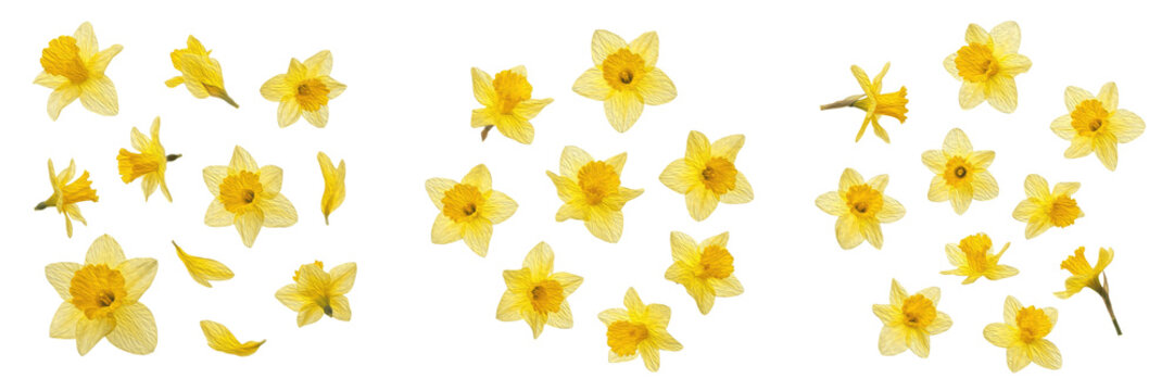 Set and collection of yellow daffodil flowers and spring narcissus blossoms with green stems isolated on white transparent PNG background