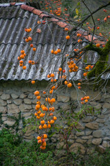 juicy persimmon on a tree branch