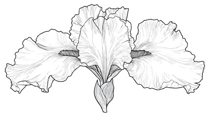Fototapeta premium Elegant Iris Flower Silhouette Vector Illustration with Outline