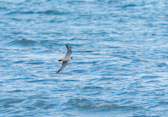 Fototapeta premium The peregrine falcon a bird of prey, glides through the sky.