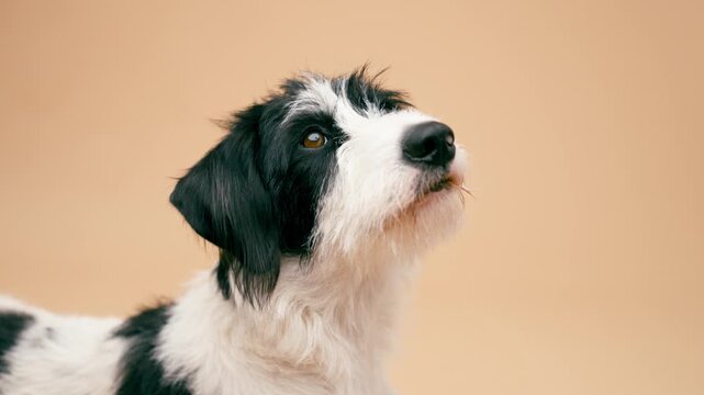 Adorable black and white mongrel puppy lying down and looking up with curiosity. The cute domestic pet licks its nose in anticipation
