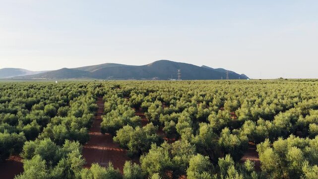 Expansive olive grove with rows of lush green trees on red soil. Distant mountains under a clear blue sky create a scenic agricultural landscape