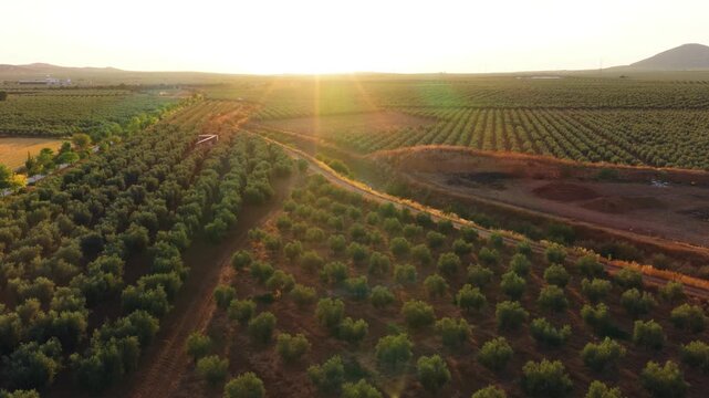 Aerial drone shot flying over a scenic olive grove during a beautiful sunset. Golden sunlight illuminates the neat rows of olive trees
