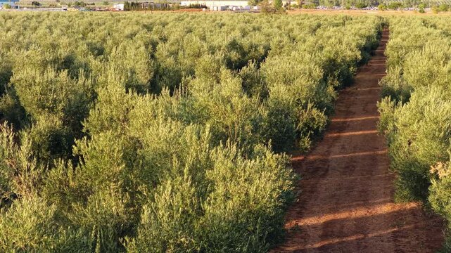 Beautiful aerial view of an olive grove. Rows of olive trees growing in a large agricultural field during a sunny summer day
