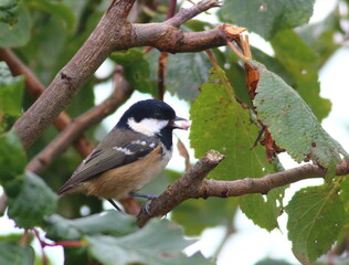 Coal tit with seed © AnnMarie