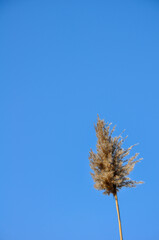 Obraz premium A single fluffy, dry reed plant against a clear, bright blue sky. The feathery, beige inflorescence occupies the lower right part of the vertical frame, its thin, hollow stem reaching downwards.