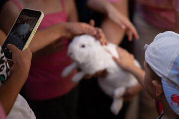 Cute white rabbit being held by a group of children, kids gently touching and cuddling a fluffy bunny, animal therapy and childhood concept.