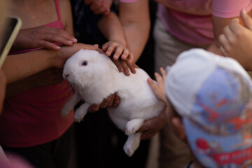 Cute white rabbit being held by a group of children, kids gently touching and cuddling a fluffy bunny, animal therapy and childhood concept.